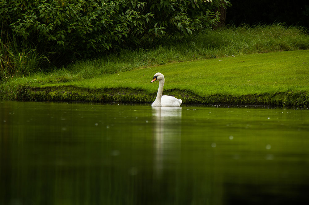 Swan-reflections.jpg